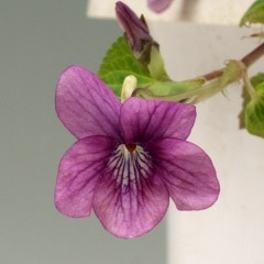 �ֲ֥��������ĥܥ��ߥ�