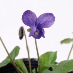 �͵���˥������ߥ�