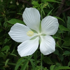 ��֥�ߥ������� ����