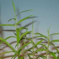 ��������:�����奦����