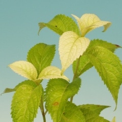 �������󥻥� �ȴ��� ��ޥ�������