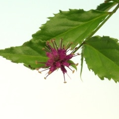 ǻ����ꥹ������