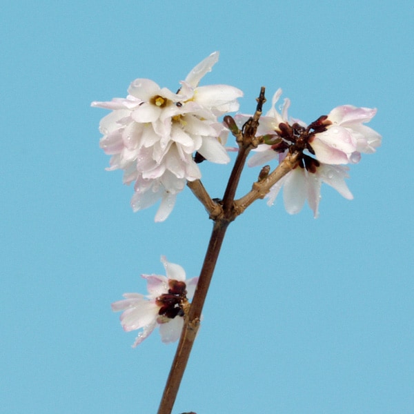 ������Υ� ������� ��֥�󥮥�