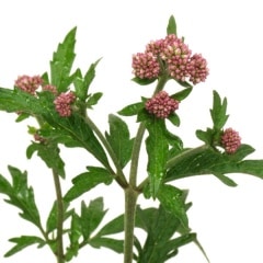 �����Хե��Х��ޡʵ���ƣ�ӡ�