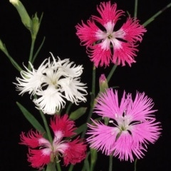 �����ʥǥ��� �ϸ����