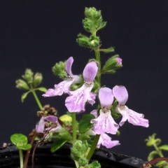 Ȭ�Ż�������������