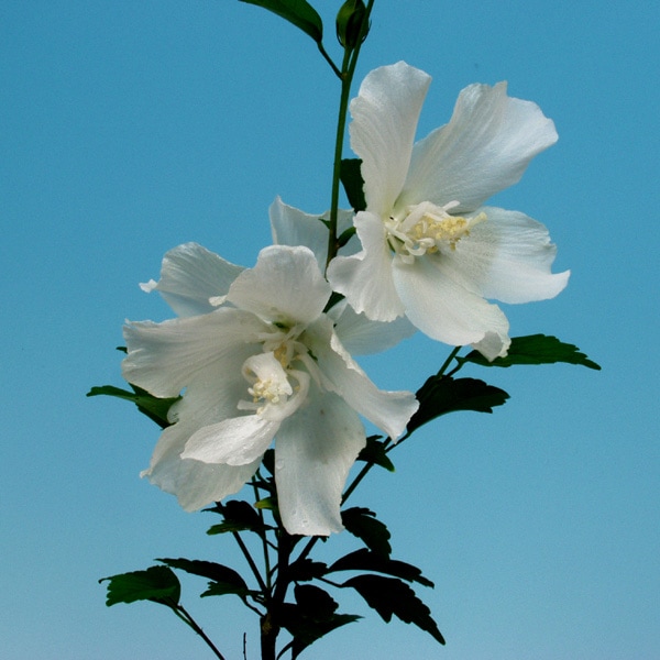 �९������� ����