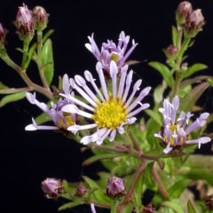 ���ӥȥ��Υ��󥮥�