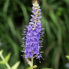 �������ȥ�Υ�