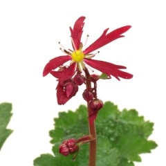 紅花大文字草販売通販