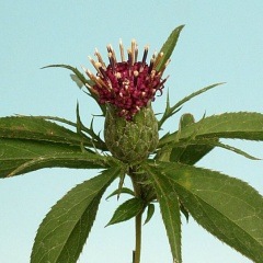 �ֲ֥�����