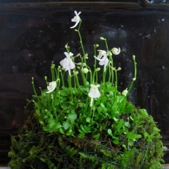 �����������ݶ�