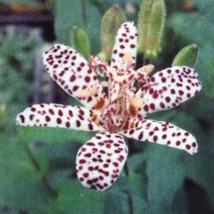 �ۥȥȥ��� �ٻΤ���