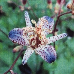 �ۥȥȥ��� ��ŷ