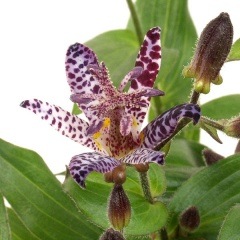 �ۥȥȥ��� ����