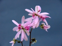 �һ�����ʸ����