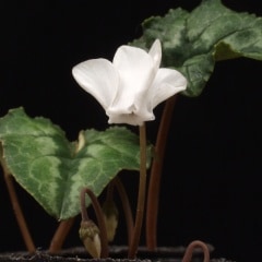 原種シクラメンヘデリフォリウム 白販売通販