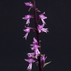 �����ɥ�