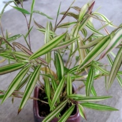 ����ɱ��