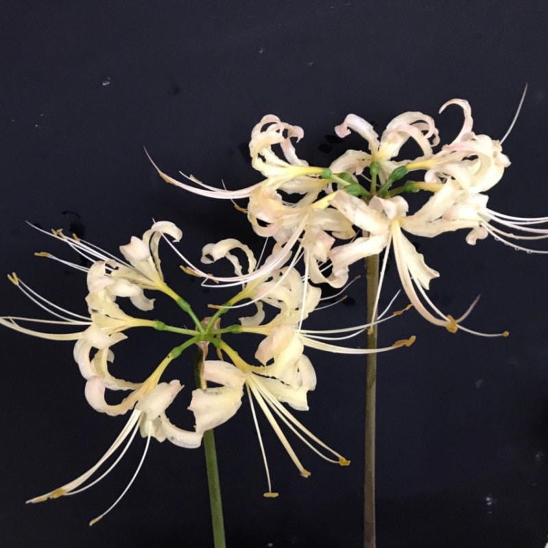 ��֥ҥ���Х� ��߲�