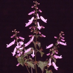 �����������祦��