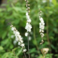 ���饷�ʥ��祦��