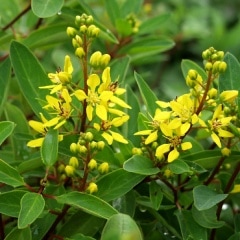 ����ȥ�Υ�