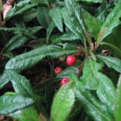 �������֥�����