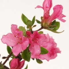 �����绳�ĥĥ�