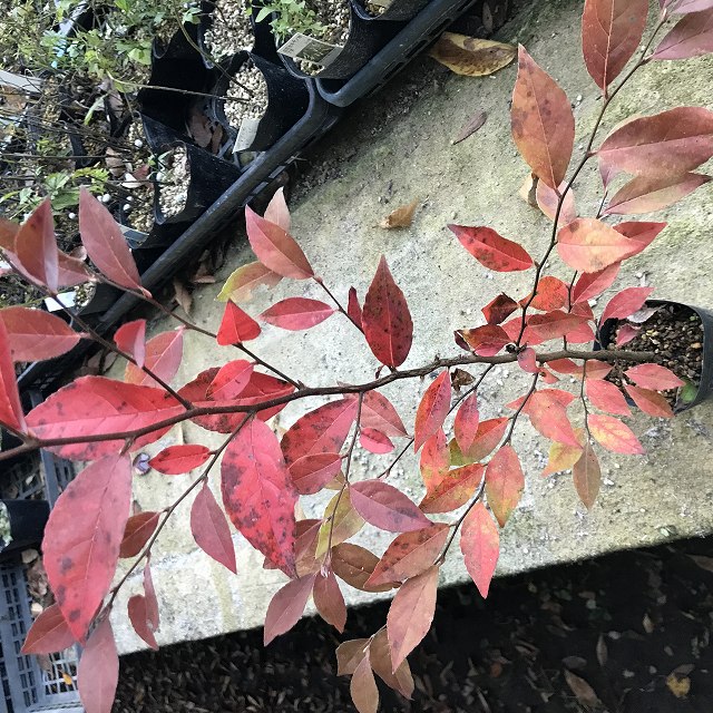 �ҥ᥷��� ɱ����顡�����