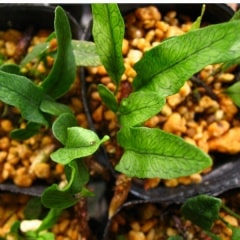 ���å����ҥȥĥ�