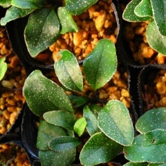 �⥦���ҥȥĥ�