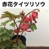 �����ĥ꥽�� ���ޥ󥽥� �ֲ� ������