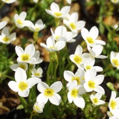 ��֥ҥʥ���