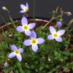 ǻ���ҥʥ���