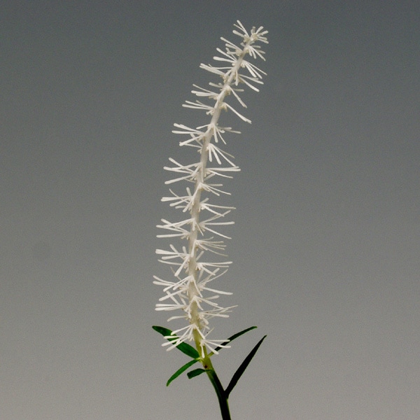 ���饤�ȥ��� �����