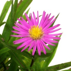 ǻ���楦���󥮥�