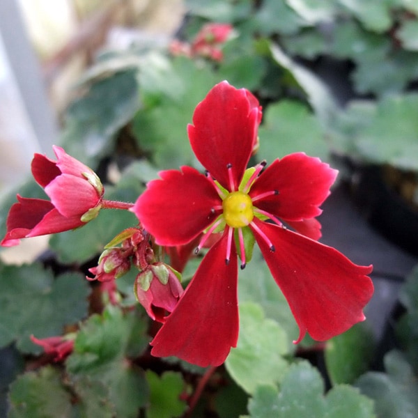 大文字草　山採り直送　5株 ダイモンジソウ 大文字草 紅司販売通販