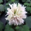 大文字草　花かんざし|全商品一覧表