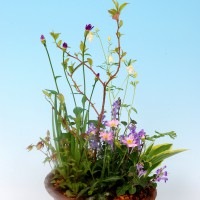 プレゼント贈り物　寄せ植え　季節の山野草|全商品一覧表