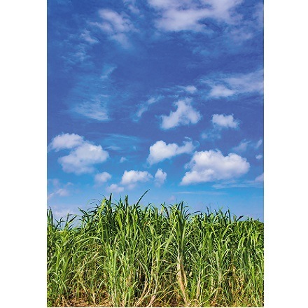 Ĺ餯Ԥޤ40ܡڥϥּ򥫥ƥ͵No.1ۡ50ǯʾΥ󥰥顼֥ɡۡͣΥҤϥּ֤ޡ 40% 720ml/Since1970