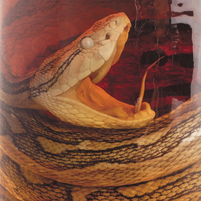 Ĺ餯Ԥޤ40ܡڥϥּ򥫥ƥ͵No.1ۡ50ǯʾΥ󥰥顼֥ɡۡͣΥҤϥּ֤ޡ 40% 720ml/Since1970