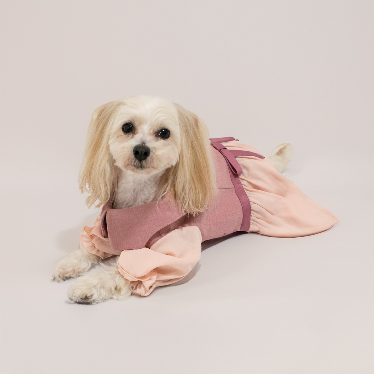 ビッグカラーワンピース for Dog | ワンピース | heno anela