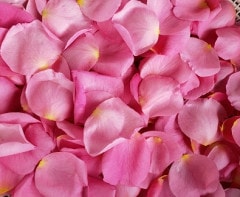 ���ù��ѡ����٤��鯡��֤Ӥ�ڥԥ󥯡�/���ѥХ顡�񻺡�̵������