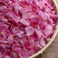 予約注文 食べる薔薇 花びら ピンク 食用バラ 国産 無農薬 順次発送予定