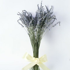 �ɥ饤��٥����