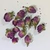 ダマスクローズ ピンク バッツ 20g 100g 1kg ハーブティー ドライハーブ 自然茶 ダマスカス バラ花 つぼみ 無農薬 製菓材料 ポプリ 2024年入荷 業務用|ドライハーブ|Herb Ce
