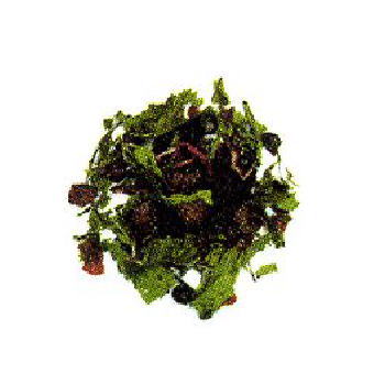 ϡ֥󥿡 Υϡ֥ƥ ꥹޥ֥ 20g 100g 1kg