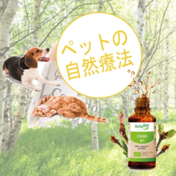 ジェモセラピー ローズマリー ペット用 30ml シングル ハーバル