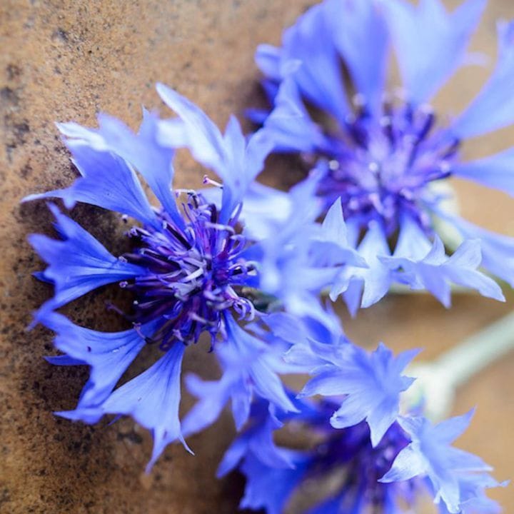 �������˥å��ϡ��� ������ե� 20g 100g 1kg �ϡ��֥ƥ��� �䥰��ޥ��� �ɥ饤�ϡ���